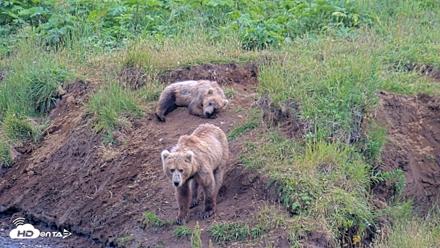 Kodiak Alaska Brown Bears Live Webcam - Aug 1, 2026, 7:14pm AKDT