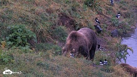 Kodiak Alaska Brown Bears Live Webcam - Aug 16, 2026, 7:09am AKDT