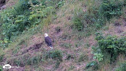 Kodiak Alaska Brown Bears Live Webcam - Aug 4, 2026, 9:35pm AKDT