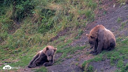 Kodiak Alaska Brown Bears Live Webcam - Aug 7, 2026, 7:34am AKDT