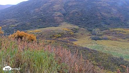 Kodiak Alaska Brown Bears Live Webcam - Oct 8, 2026, 9:54am AKDT