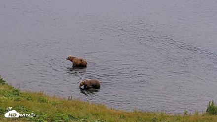 Kodiak Alaska Brown Bears Live Webcam - Aug 4, 2026, 9:42pm AKDT