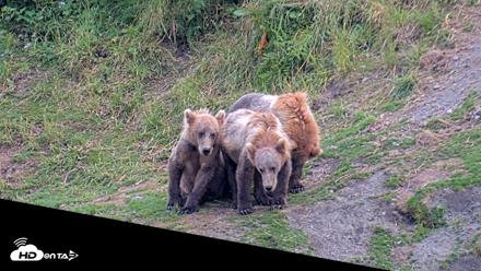 Kodiak Alaska Brown Bears Live Webcam - Aug 2, 2026, 8:37pm AKDT