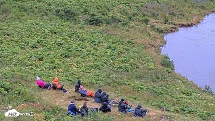 Kodiak Alaska Brown Bears Live Webcam - Aug 3, 2026, 3:45pm AKDT