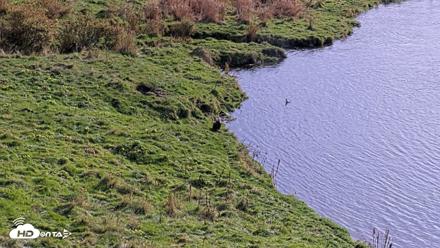 Kodiak Alaska Brown Bears Live Webcam - Oct 8, 2026, 1:04pm AKDT