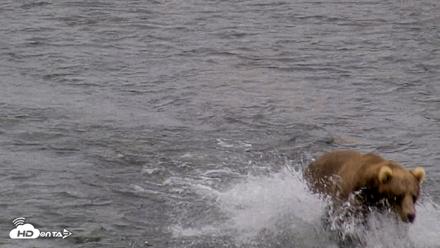 Kodiak Alaska Brown Bears Live Webcam - Aug 13, 2026, 1:47pm AKDT