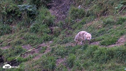 Kodiak Alaska Brown Bears Live Webcam - Aug 21, 2026, 9:25pm AKDT