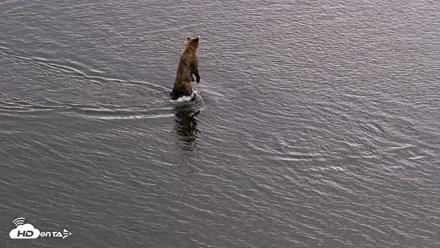 Kodiak Alaska Brown Bears Live Webcam - Aug 20, 2026, 6:21pm AKDT