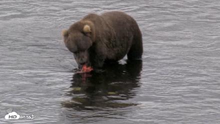 Kodiak Alaska Brown Bears Live Webcam - Aug 13, 2026, 11:39am AKDT