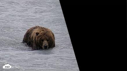 Kodiak Alaska Brown Bears Live Webcam - Jul 25, 2026, 2:09pm AKDT