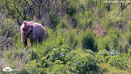 Kodiak Alaska Brown Bears Live Webcam - Jun 17, 2026, 10:44am AKDT