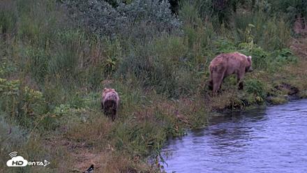 Kodiak Alaska Brown Bears Live Webcam - Aug 1, 2026, 6:09am AKDT