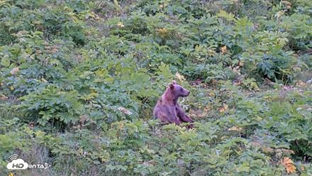 Kodiak Alaska Brown Bears Live Webcam - Aug 3, 2026, 2:47pm AKDT