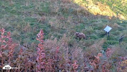 Kodiak Alaska Brown Bears Live Webcam - Oct 2, 2026, 6:50pm AKDT