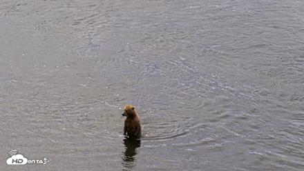 Kodiak Alaska Brown Bears Live Webcam - Jul 23, 2026, 11:22am AKDT