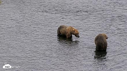 Kodiak Alaska Brown Bears Live Webcam - Aug 3, 2026, 3:37pm AKDT