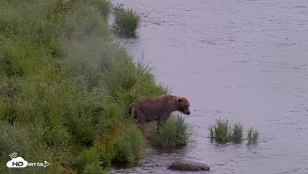 Kodiak Alaska Brown Bears Live Webcam - Jul 21, 2026, 12:58pm AKDT