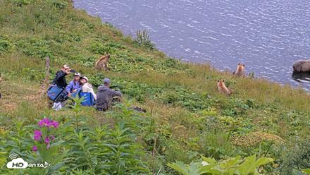 Kodiak Alaska Brown Bears Live Webcam - Aug 7, 2026, 12:18pm AKDT