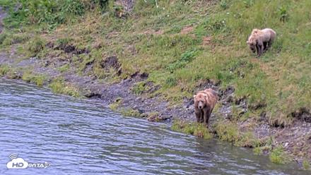 Kodiak Alaska Brown Bears Live Webcam - Aug 4, 2026, 5:04pm AKDT