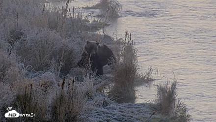 Kodiak Alaska Brown Bears Live Webcam - Oct 2, 2026, 9:02am AKDT