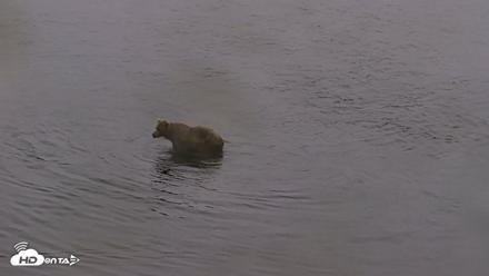 Kodiak Alaska Brown Bears Live Webcam - Aug 4, 2026, 7:17am AKDT