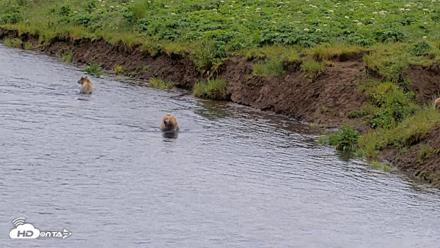 Kodiak Alaska Brown Bears Live Webcam - Jul 22, 2026, 4:06pm AKDT