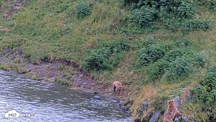 Kodiak Alaska Brown Bears Live Webcam - Aug 14, 2026, 4:22pm AKDT