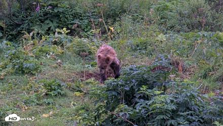 Kodiak Alaska Brown Bears Live Webcam - Aug 19, 2026, 7:44pm AKDT