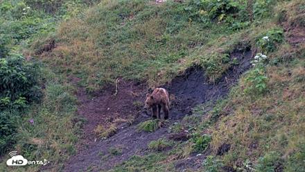 Kodiak Alaska Brown Bears Live Webcam - Aug 7, 2026, 7:43am AKDT