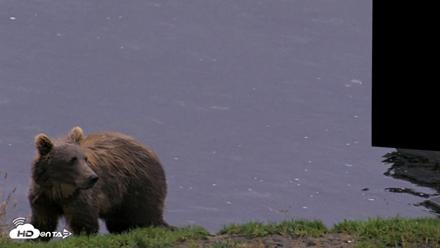Kodiak Alaska Brown Bears Live Webcam - Aug 19, 2026, 7:37am AKDT