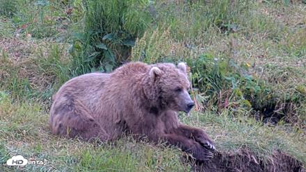 Kodiak Alaska Brown Bears Live Webcam - Aug 3, 2026, 8:10pm AKDT