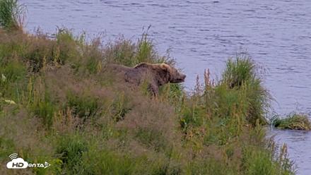 Kodiak Alaska Brown Bears Live Webcam - Aug 9, 2026, 4:26pm AKDT