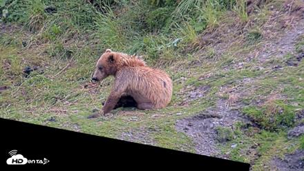 Kodiak Alaska Brown Bears Live Webcam - Jul 25, 2026, 5:57pm AKDT
