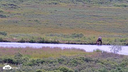 Kodiak Alaska Brown Bears Live Webcam - Aug 11, 2026, 12:06pm AKDT