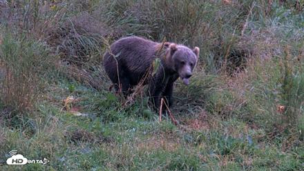 Kodiak Alaska Brown Bears Live Webcam - Aug 17, 2026, 8:48pm AKDT
