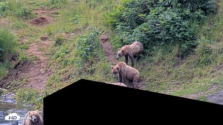 Kodiak Alaska Brown Bears Live Webcam - Aug 2, 2026, 12:42pm AKDT