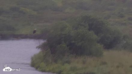 Kodiak Alaska Brown Bears Live Webcam - Aug 20, 2026, 10:32am AKDT