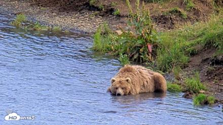 Kodiak Alaska Brown Bears Live Webcam - Aug 11, 2026, 6:06pm AKDT