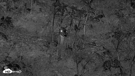 Kodiak Alaska Brown Bears Live Webcam - Sep 22, 2026, 10:06pm AKDT