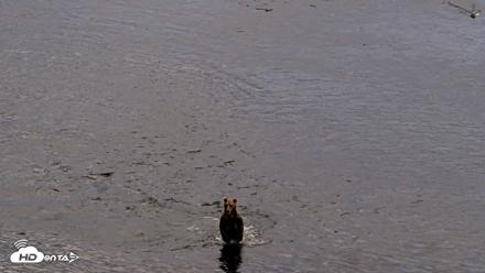 Kodiak Alaska Brown Bears Live Webcam - Aug 20, 2026, 8:22pm AKDT