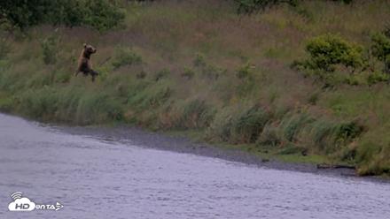 Kodiak Alaska Brown Bears Live Webcam - Aug 12, 2026, 2:08pm AKDT