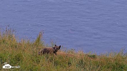 Kodiak Alaska Brown Bears Live Webcam - Aug 10, 2026, 9:29pm AKDT