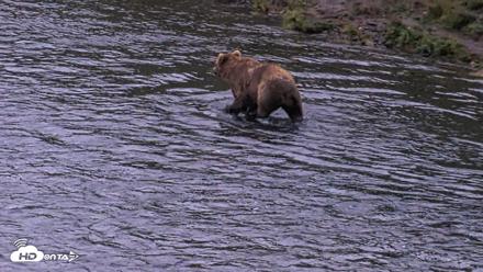 Kodiak Alaska Brown Bears Live Webcam - Aug 20, 2026, 6:53am AKDT
