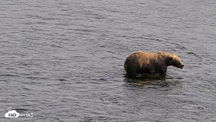 Kodiak Alaska Brown Bears Live Webcam - Aug 27, 2026, 5:02pm AKDT