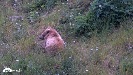 Kodiak Alaska Brown Bears Live Webcam - Aug 3, 2026, 9:47pm AKDT