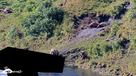 Kodiak Alaska Brown Bears Live Webcam - Jul 29, 2026, 10:15am AKDT