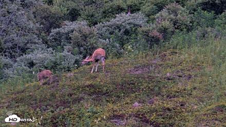 Kodiak Alaska Brown Bears Live Webcam - Aug 9, 2026, 9:50pm AKDT