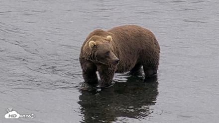 Kodiak Alaska Brown Bears Live Webcam - Aug 18, 2026, 4:59pm AKDT