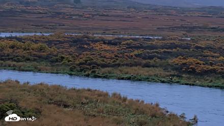 Kodiak Alaska Brown Bears Live Webcam - Oct 5, 2026, 8:28am AKDT