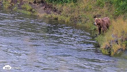 Kodiak Alaska Brown Bears Live Webcam - Jul 29, 2026, 10:04pm AKDT